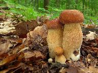 Boletus reticulatus