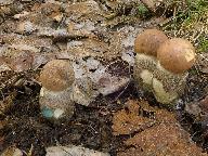 Leccinum duriusculum