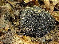 Tuber aestivum
