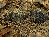Tuber aestivum