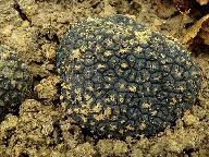 Tuber aestivum