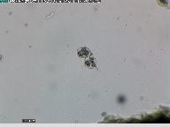 Tuber aestivum