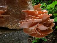 Pleurotus djamor 