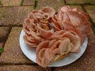 Pleurotus djamor 