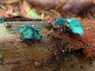 Chlorociboria aeruginascens 