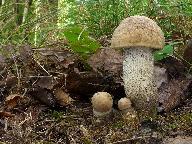 Leccinum duriusculum