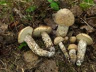 Leccinum duriusculum 