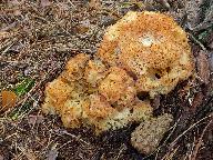 Sparassis crispa 