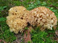 Sparassis crispa 