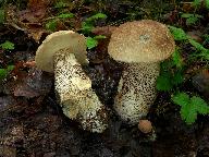 Leccinum duriusculum