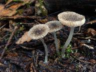 Pluteus exiguus 