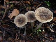 Pluteus exiguus