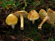 Inocybe fraudans