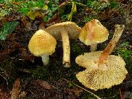 Inocybe fraudans 