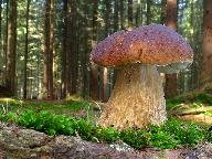 Boletus edulis
