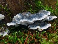 Postia caesia 