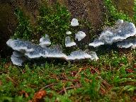 Postia caesia 