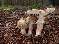 Amanita rubescens 