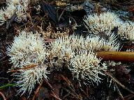 Pterula multifida 