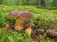 Imleria badia 