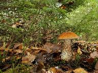 Leccinum versipelle