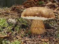 Tylopilus felleus