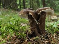 Lactarius lignyotus