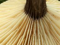 Lactarius lignyotus