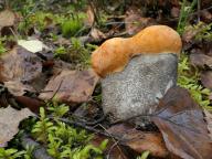 Leccinum versipelle