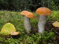 Leccinum versipelle
