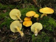 Suillus cavipes