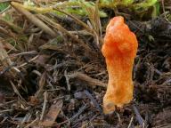 Cordyceps militaris