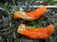 Cordyceps militaris