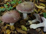 Cortinarius praestans 