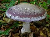 Cortinarius praestans 