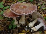 Cortinarius praestans 