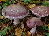 Cortinarius praestans 