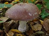 Cortinarius praestans