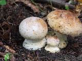 Cortinarius balteatoalbus 