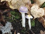 Cortinarius croceocoeruleus