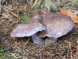 Cortinarius velicopia