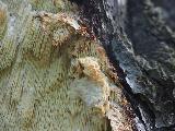 Sarcodontia setosa