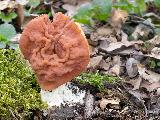 Gyromitra fastigiata 