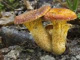Omphalotus olearius 