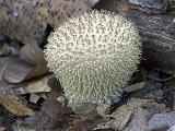 Lycoperdon echinatum 