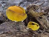 Otidea phlebophora