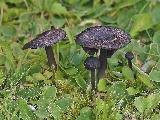 Entoloma serrulatum