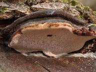 Fomitopsis rosea 