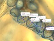 Lamprospora retispora