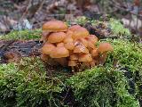 Flammulina velutipes 